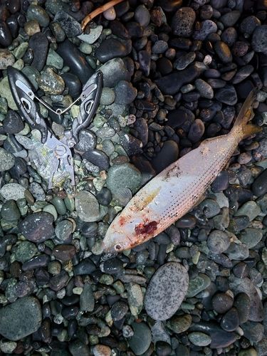 コノシロの釣果