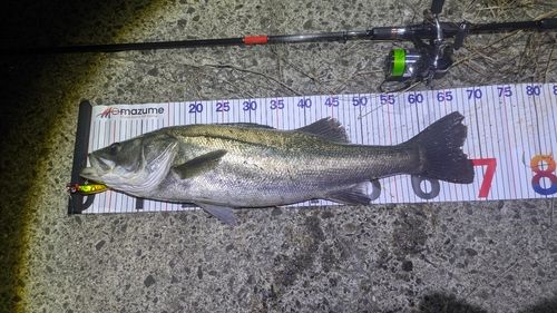 釣果