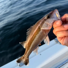 アラの釣果