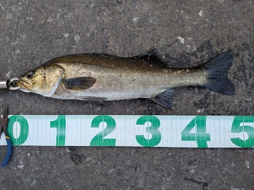 シーバスの釣果