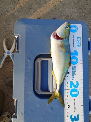 ワカシの釣果