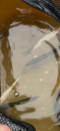 カタクチイワシの釣果