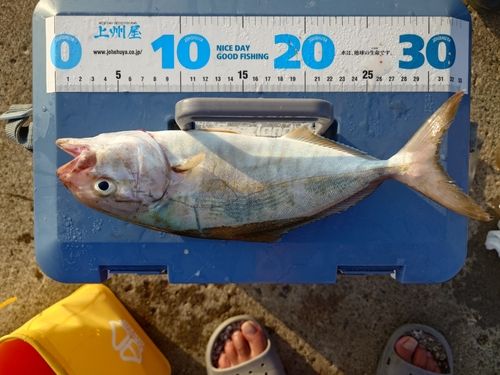 ショゴの釣果