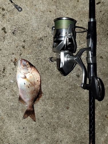 チャリコの釣果