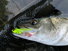 シーバスの釣果