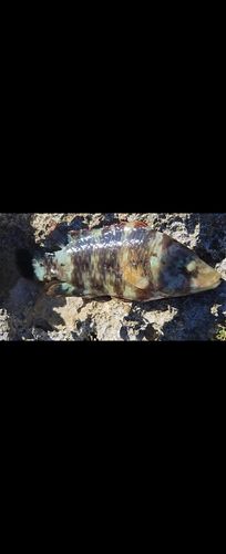 ミツバモチノウオの釣果