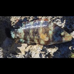 ミツバモチノウオ