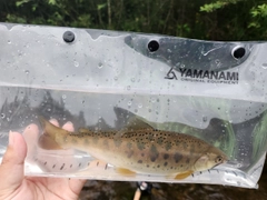 ヤマメの釣果