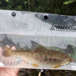 ヤマメ
