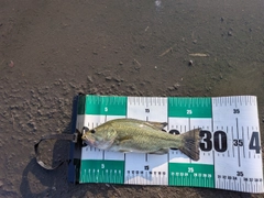 ラージマウスバスの釣果