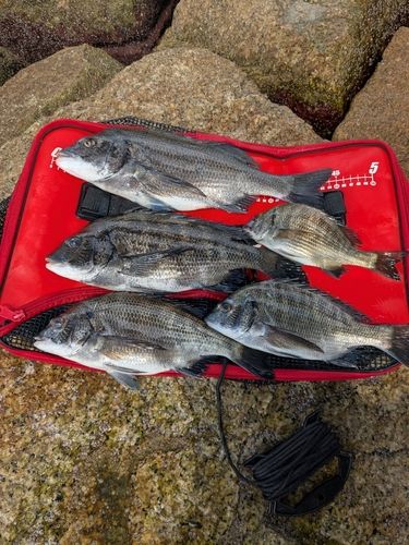 チヌの釣果