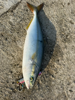 ワカシの釣果