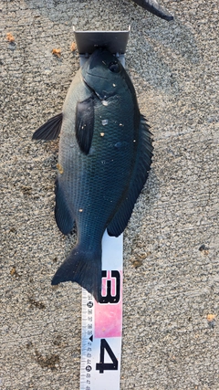 メジナの釣果