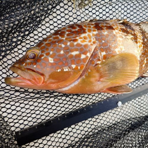 キジハタの釣果