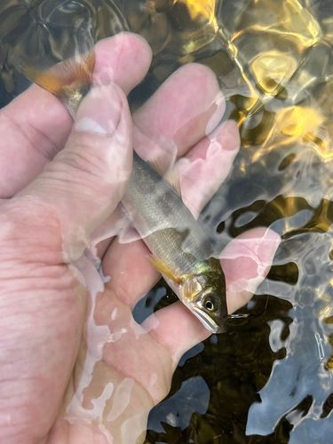 アユの釣果