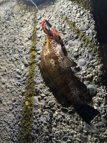 オオモンハタの釣果