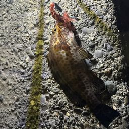 オオモンハタ