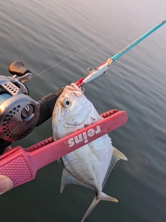 メッキの釣果