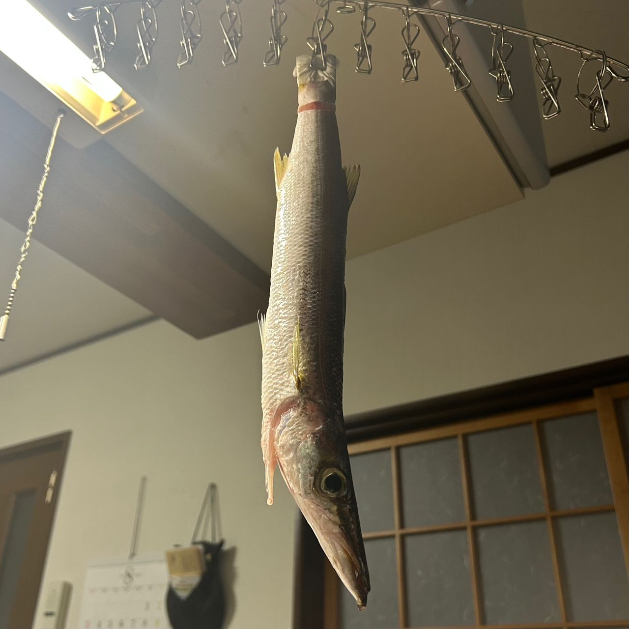 アカカマス