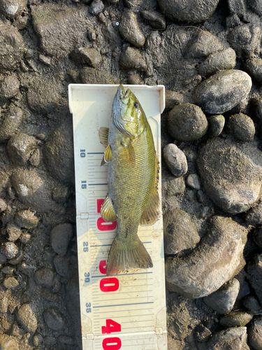 スモールマウスバスの釣果