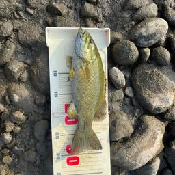 スモールマウスバス