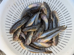 マハゼの釣果