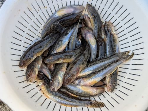 マハゼの釣果