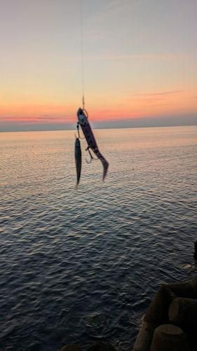 カタボシイワシの釣果