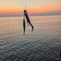 カタボシイワシ