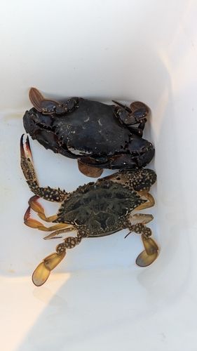 ワタリガニの釣果