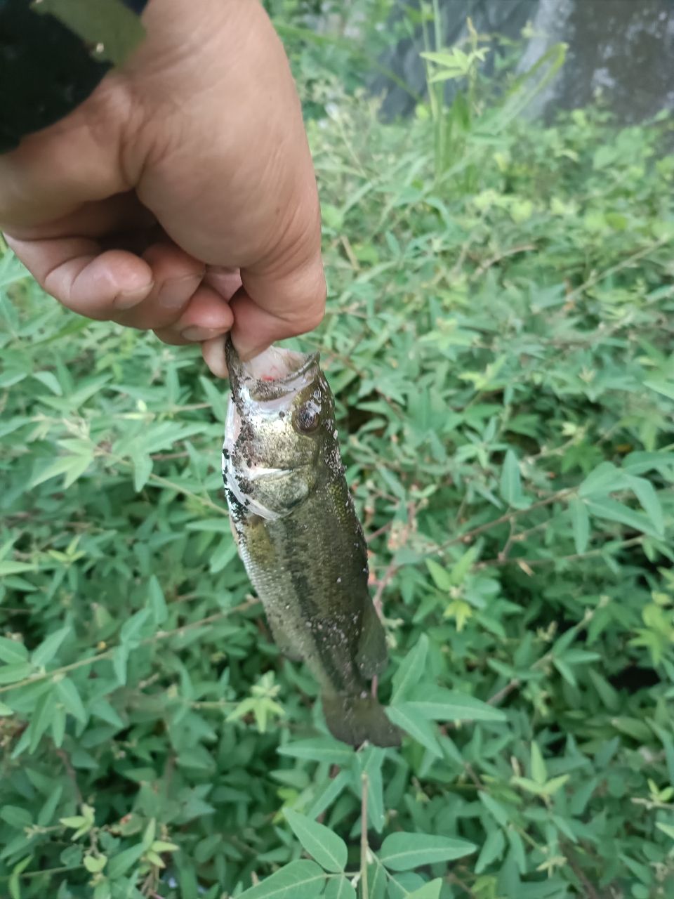 ラージマウスバス