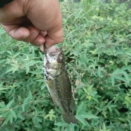 ラージマウスバス