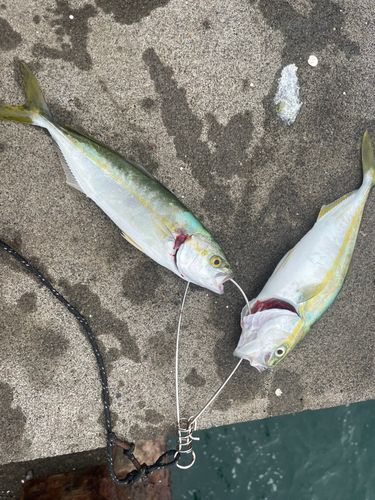 ワカシの釣果