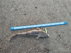 マゴチの釣果