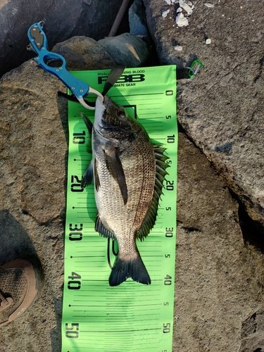 クロダイの釣果