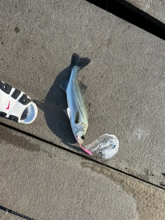スズキの釣果