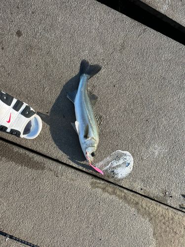 スズキの釣果