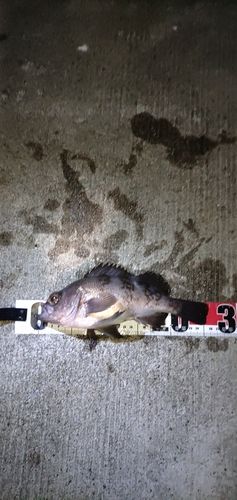 メバルの釣果