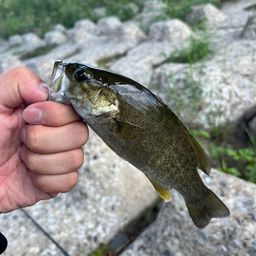 スモールマウスバス