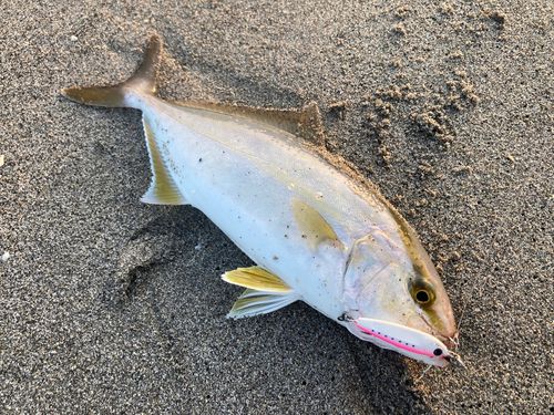 ショゴの釣果
