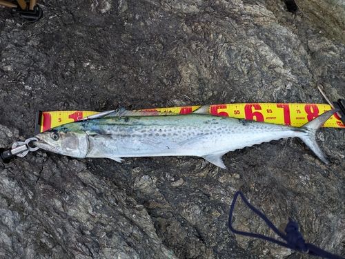 サワラの釣果