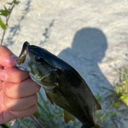 スモールマウスバス