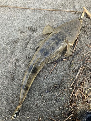 マゴチの釣果