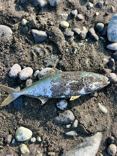 ワカシの釣果