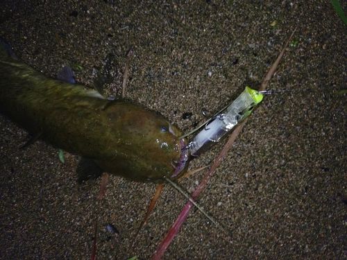 ナマズの釣果