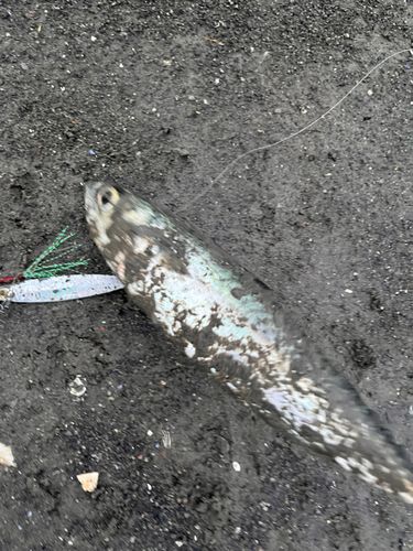サバの釣果