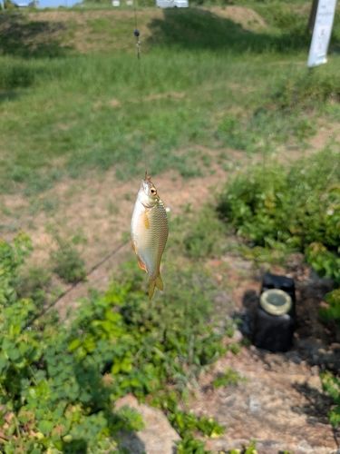 カネヒラの釣果