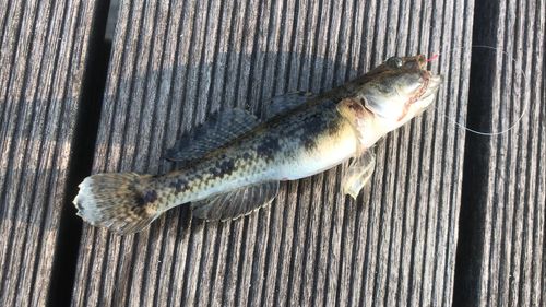 ウロハゼの釣果