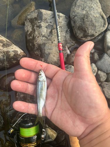 オイカワの釣果