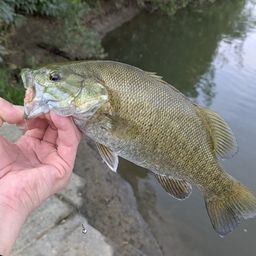 スモールマウスバス